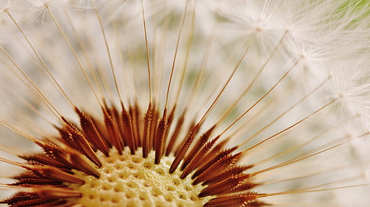 close up shot of dandelion flower thumbnail