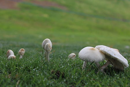 selective focus photography of mushrooms on grass field thumbnail