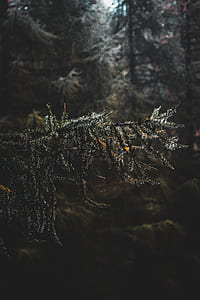 selective focus photography of leaves on tree thumbnail