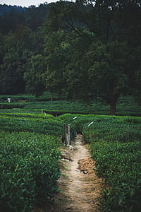 brown pathway thumbnail