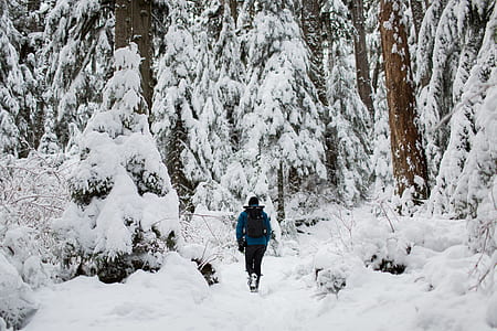 photo of person walking on snow between trees thumbnail