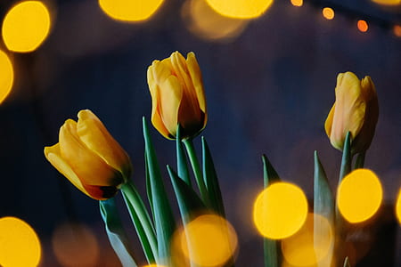 yellow tulip flowers in closeup photo thumbnail