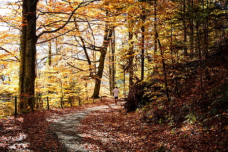 man walking along trees during daytime thumbnail