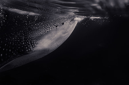 photograph of gray and white fish thumbnail