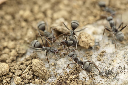 gray ants thumbnail