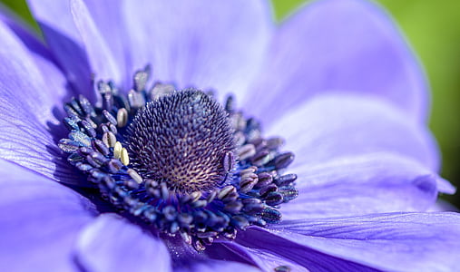 macro photography of purple petaled flower thumbnail