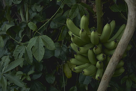 shallow focus photo of green banana thumbnail