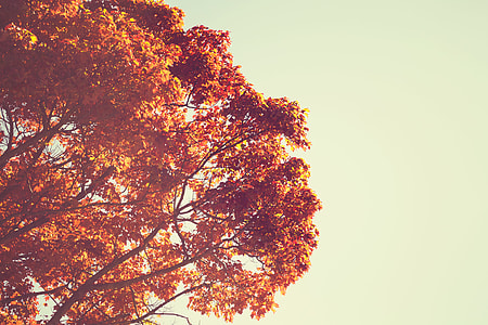 Retro Fall Tree thumbnail