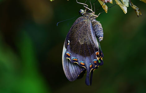 Spicebush swallowtail butterfly perched on green leaf closeup photography thumbnail
