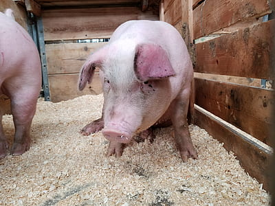 two pink pigs in cage thumbnail