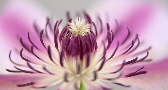 purple flower pollen selective focus photography thumbnail