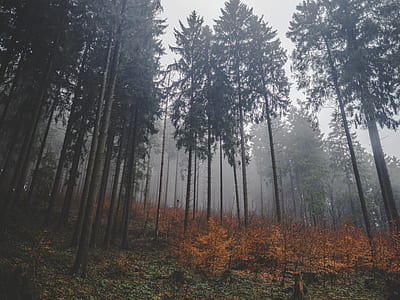 landscape photo of trees with brown leafed plants thumbnail