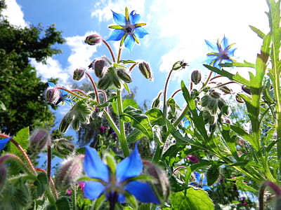 closeup photo of blue petaled flowers thumbnail