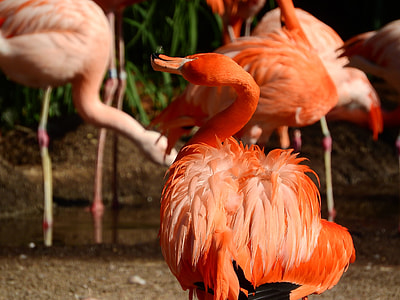 Flamingo Cuban thumbnail