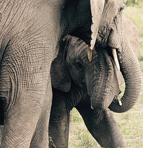closeup photo of elephant beside baby elephant thumbnail
