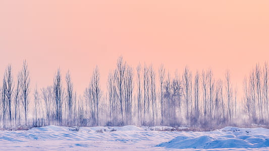 withered trees covered with snow thumbnail