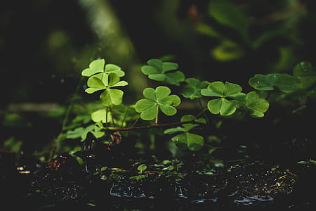 Green Plants on Black Soil thumbnail