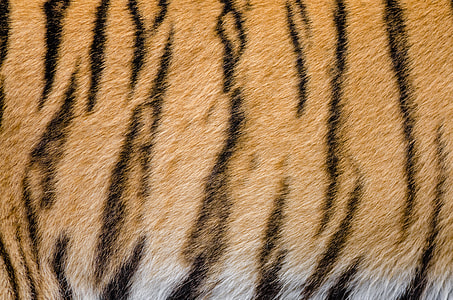 Tiger Stripes pattern and fur thumbnail