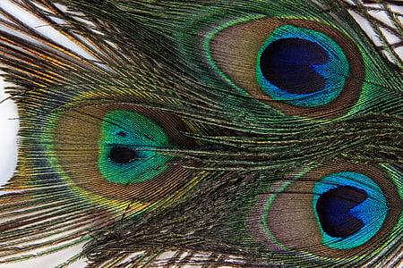 peacock tail thumbnail