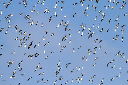 flock of flying birds thumbnail