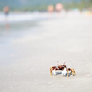 focust photo of red and white crab on gray sand thumbnail