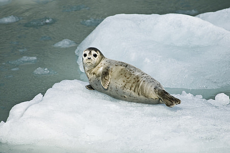 gray and brown seal on white rock formation thumbnail