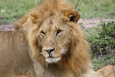 brown lion lying on green grass thumbnail