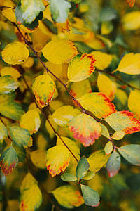 Yellow leaves thumbnail