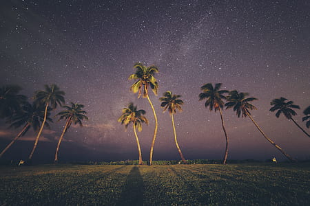 landscape photo of palm trees during night time thumbnail