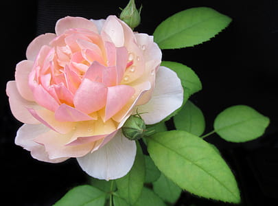 close-up photo of pink and white rose flower thumbnail