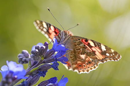 Close Up Photo of Vanessa Atalanta Butterfly Perched on Purple Flower thumbnail