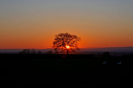 silhouette of tree during golden hour thumbnail