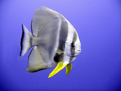 grey and yellow fish thumbnail