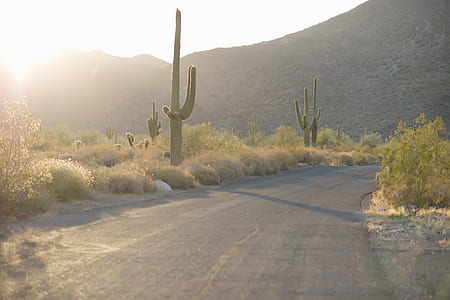 green cacti and plants near road during daytime thumbnail