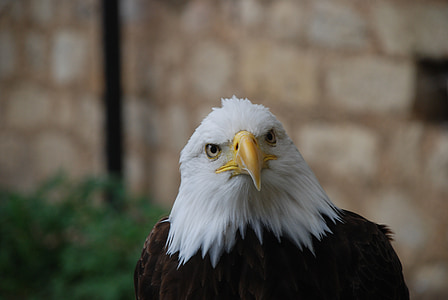closeup photo of bald eagle during daytime thumbnail