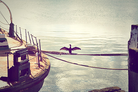 Bird on the rope on the boat dock in Wellington, New Zealand thumbnail