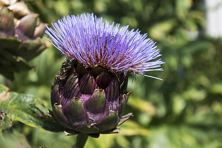 purple thistle flower in closeup photography thumbnail