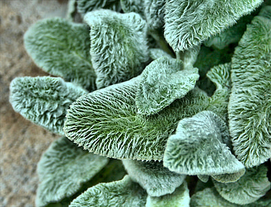 focus photography of green leaves plant thumbnail
