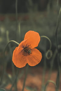 orange petaled flower thumbnail
