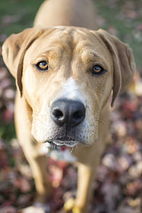 selective focus photography of tan and white American Pit Bull Terrier dog thumbnail