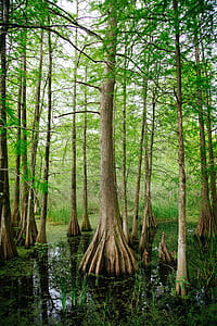 forest on body of water thumbnail