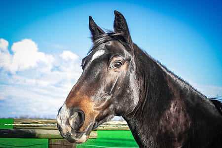 horse near fence at daytime thumbnail