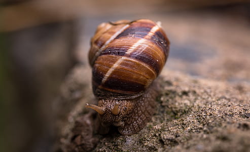 Depth of Field Photography Of Snail thumbnail