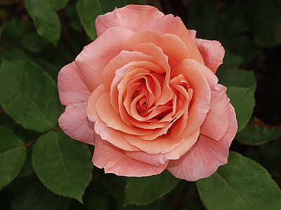 pink flower thumbnail