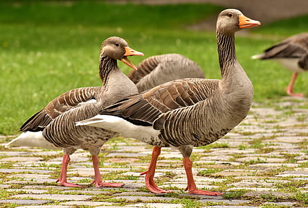 gray ducks walking on bricks thumbnail
