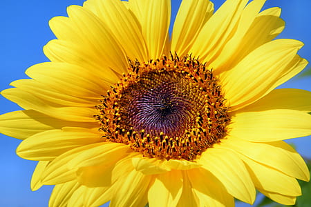 yellow and brown sunflower thumbnail
