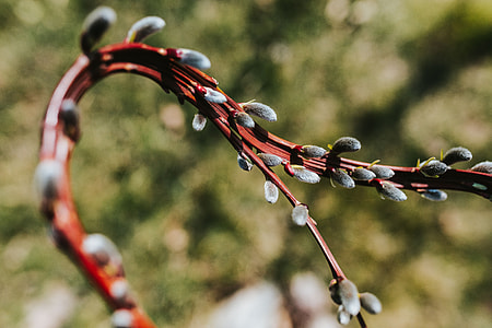 Early spring garden thumbnail