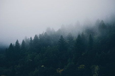forest surrounded by fog thumbnail