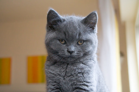 gray Persian cat thumbnail