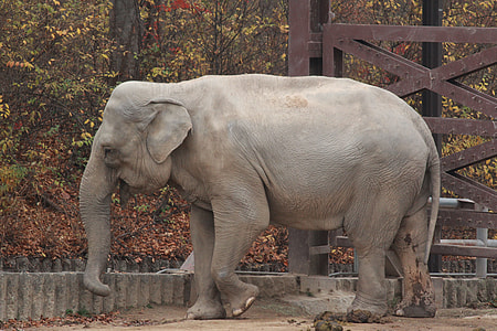 grey elephant thumbnail